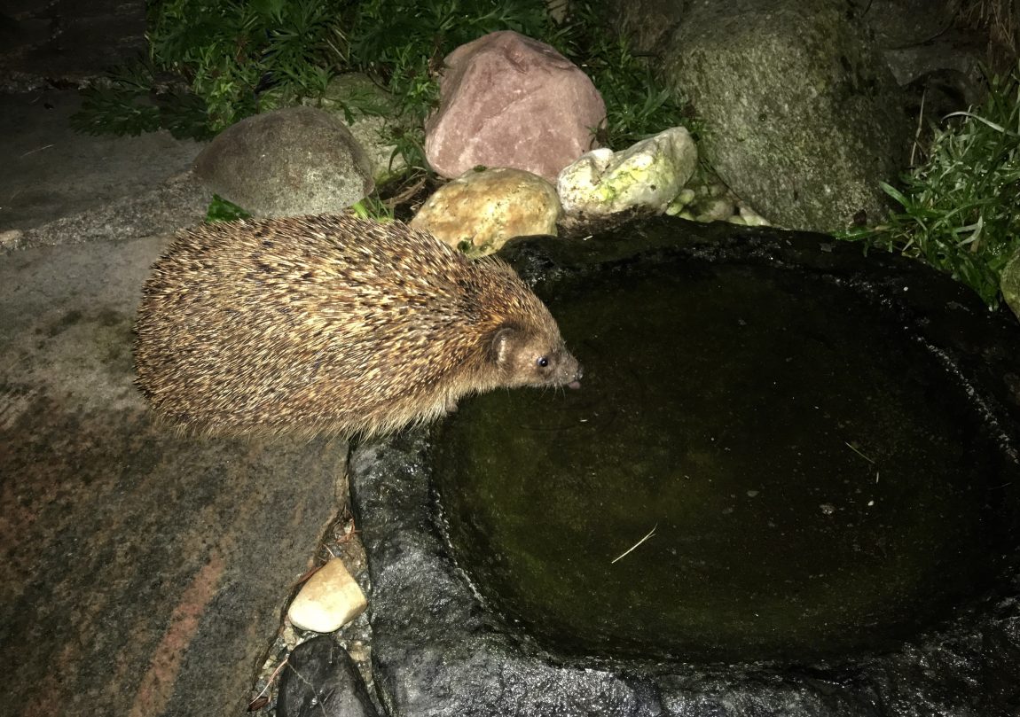 IgelFutterstelle im Garten Igelberatung Hannover Süd